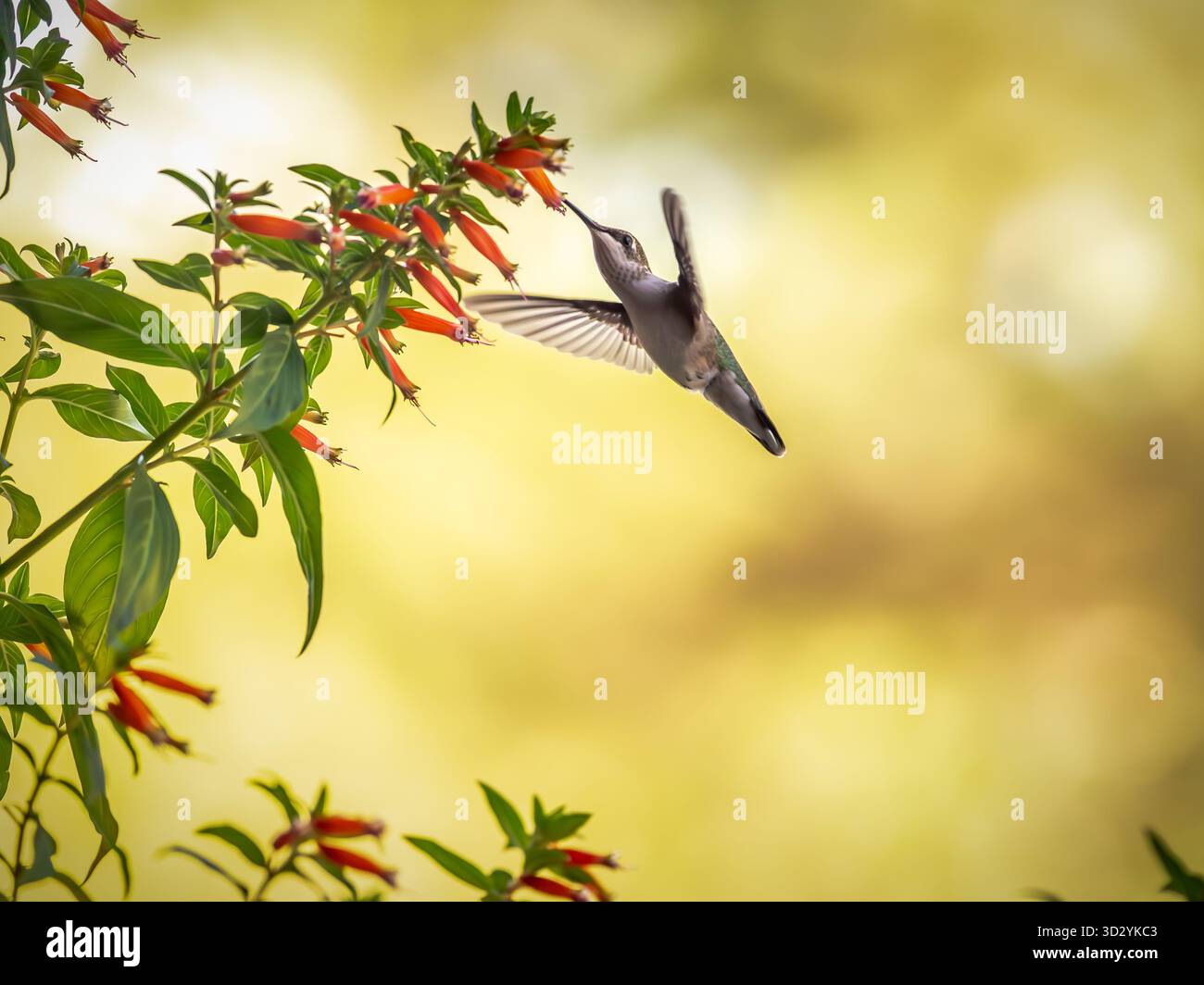 Un Hummingbird ha il nettare sull'ala. Mentre ottiene la sua energia per la migrazione verso sud. Questo uccellino non si ferma mai, sempre in movimento. Foto Stock