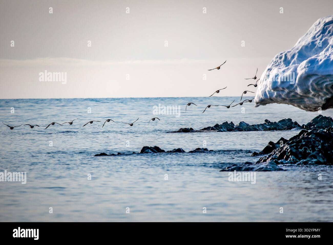 Volo Kjng Eider - Uno stormo di anatre di re Eider vola sulla costa ghiacciata di Grahuken, Woodfjord, Spitsbergen, Svalbard Foto Stock