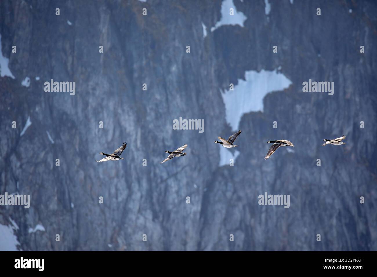 Sorvolo dell'oca di Barnacle - un volo di oche di Barnacle sorvola davanti alle scogliere per uccelli di Hamiltonbukta, Raudfjord, Spitsbergen, Svalbard Foto Stock