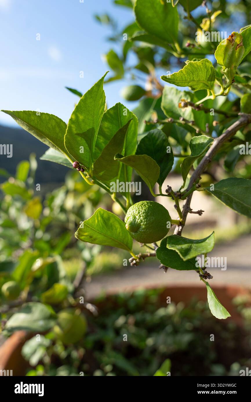 Primo piano di un ramo di limone con frutta verde e foglie in un giardino toscano, campagna mediterranea italiana alla luce del sole. Foto Stock