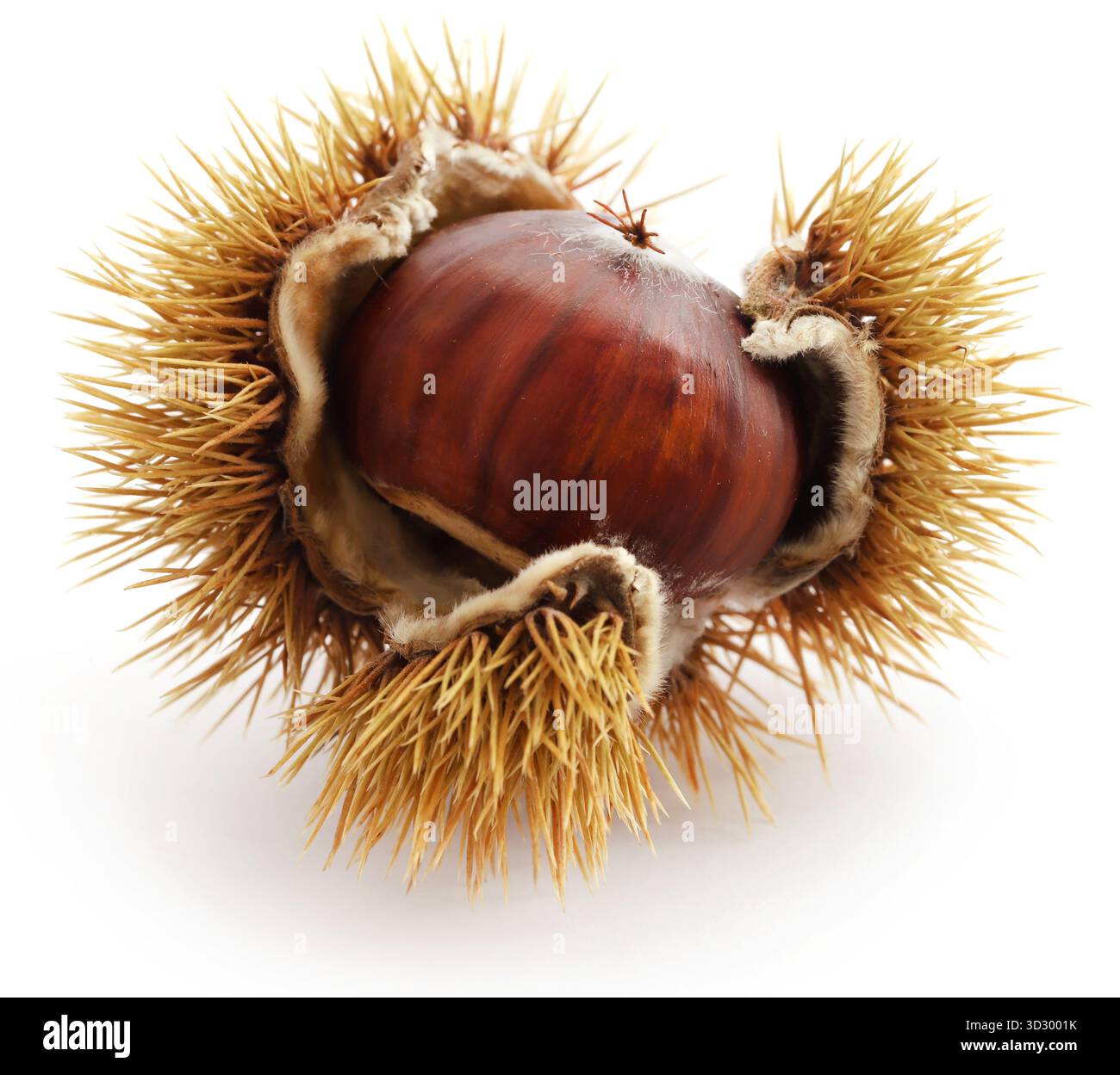 Castagno fresco isolato su sfondo bianco Foto Stock