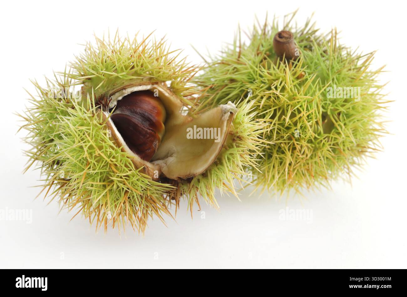 Castagno fresco isolato su sfondo bianco Foto Stock