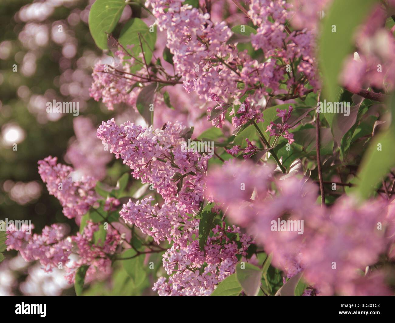 I fiori rosa lilla fioriscono da vicino in una giornata di sole primaverili Foto Stock
