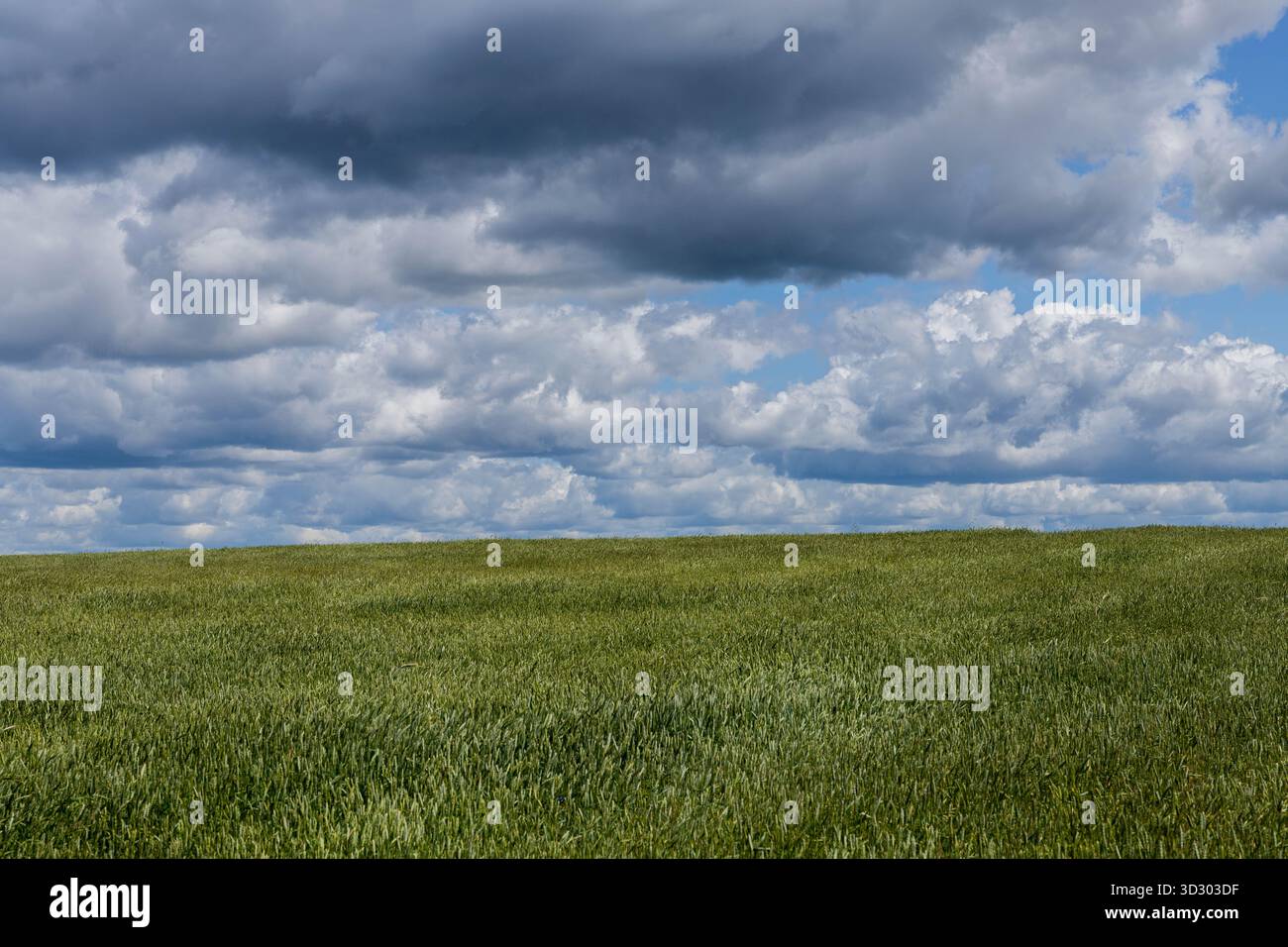 Nuvola di pioggia scura su un campo verde, Nowiny, Polonia. Foto Stock
