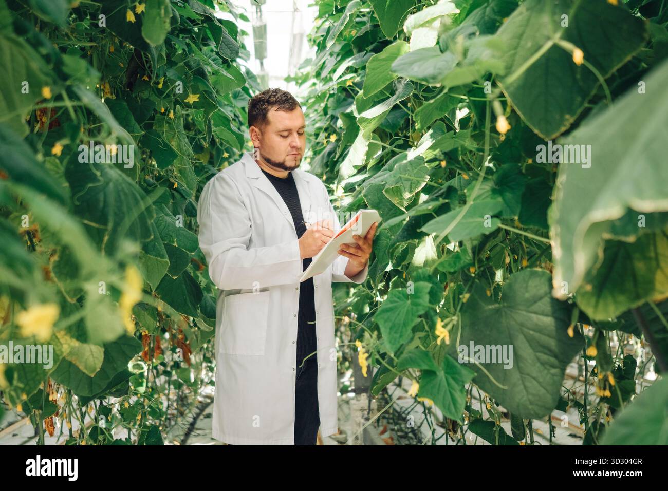 Il giardiniere monitora da vicino gli ambienti degli impianti, il tecnico agricolo osserva lo sviluppo delle colture e il clima, lo specialista sul campo impiega componenti elettronici Foto Stock