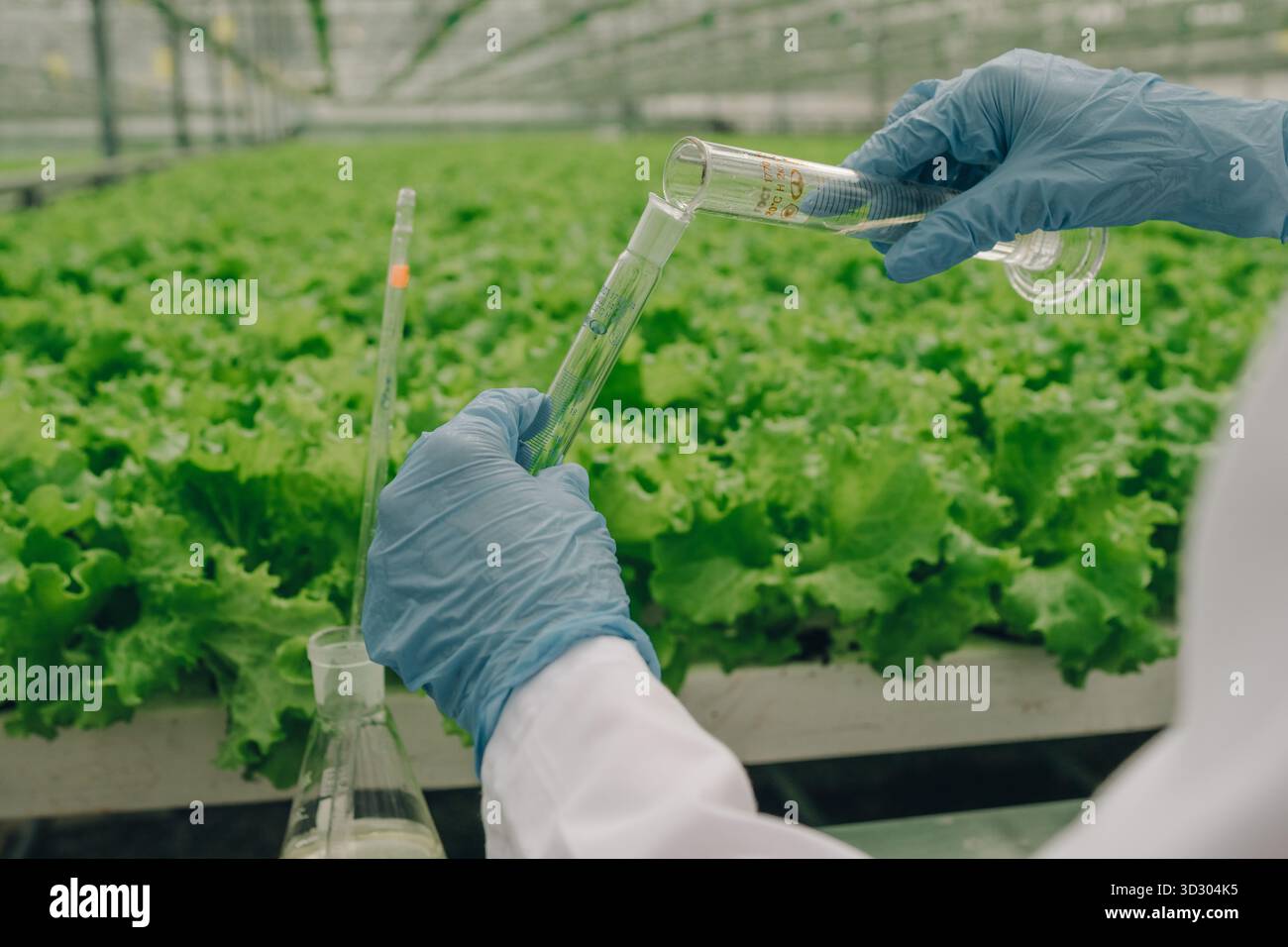 Sicurezza alimentare in laboratorio, ispezione dei prodotti per la sicurezza, il tecnico misura la soluzione su verdure a foglia con precisione, primo piano delle analisi dei tecnici Foto Stock