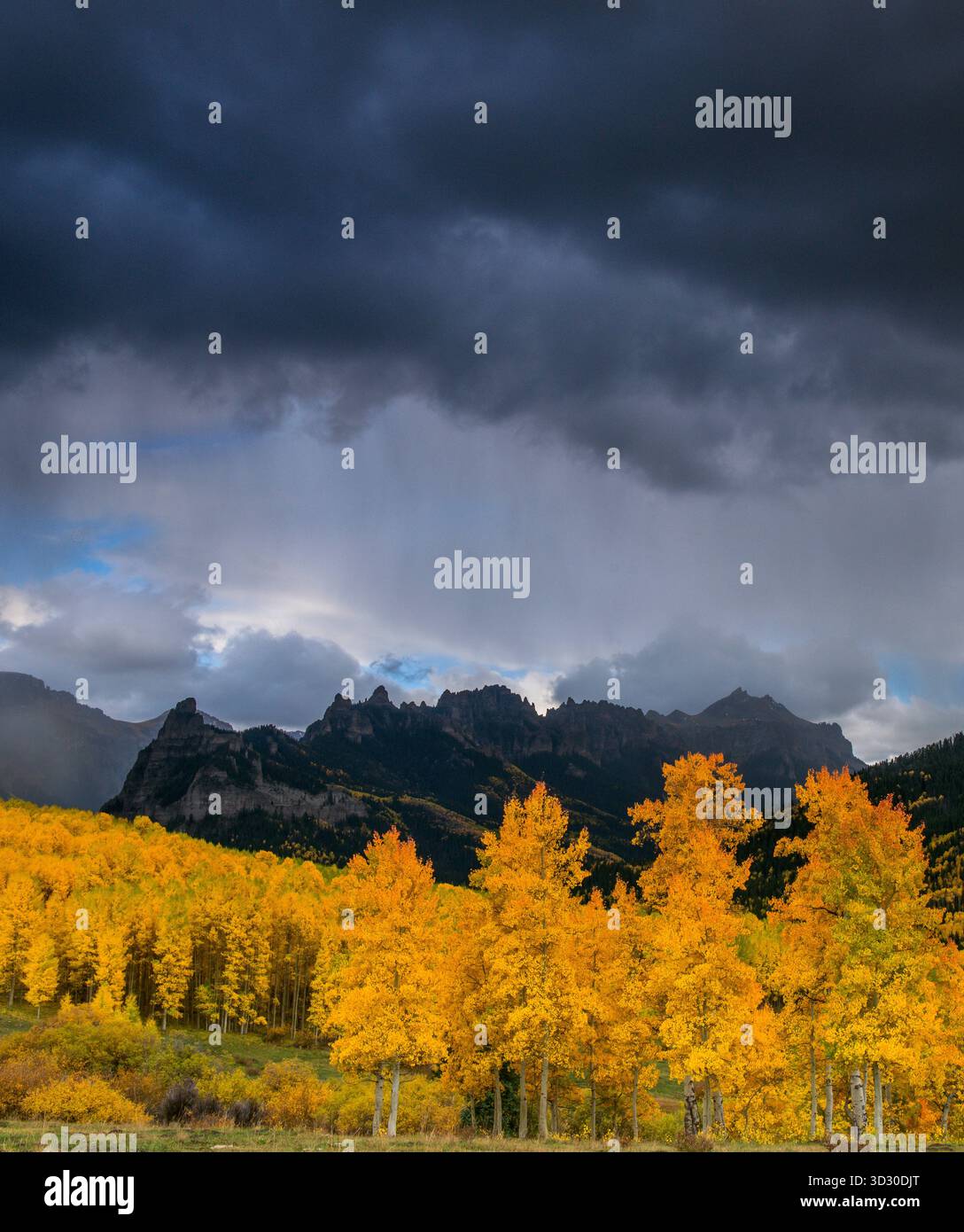Storm in avvicinamento, Aspens, Populus Tremula, Cimmaron Ridge, Precipice Peak, Uncompahgre National Forest, Colorado Foto Stock