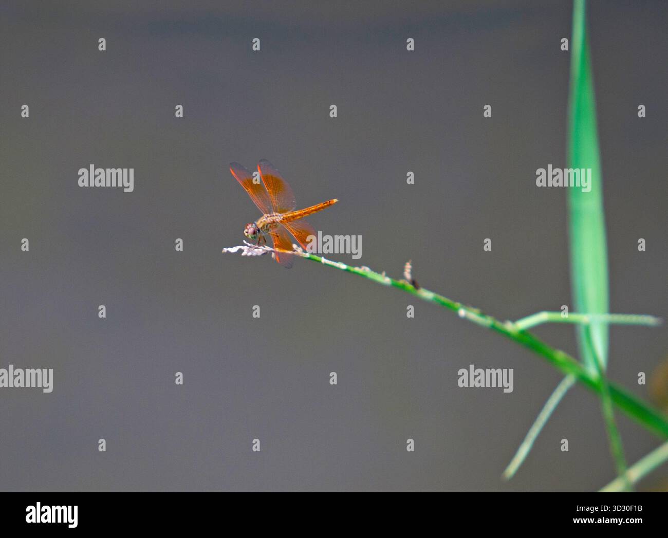 Libellula arancione arroccata su un sottile stelo verde su uno sfondo morbido e sfocato, catturata con dettagli ravvicinati. Foto Stock