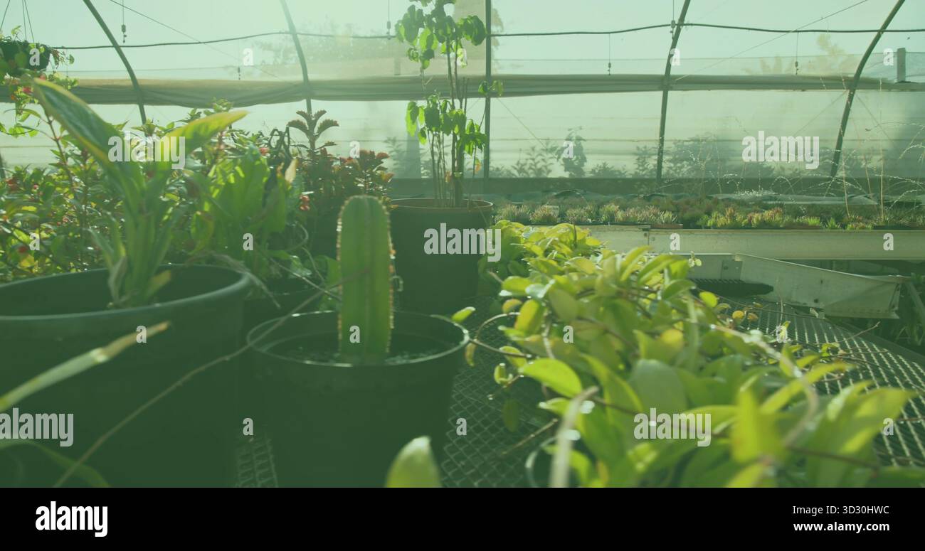 Esposizione di cactus in vaso centrati sul banco in serra con vasi neri e vassoi di succulente Foto Stock