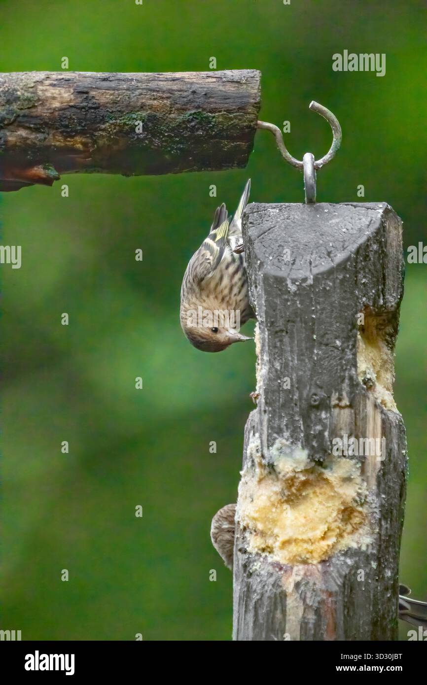 Issaquah, Washington, Stati Uniti. Pine Siskins mangia in un alimentatore di suet. Foto Stock