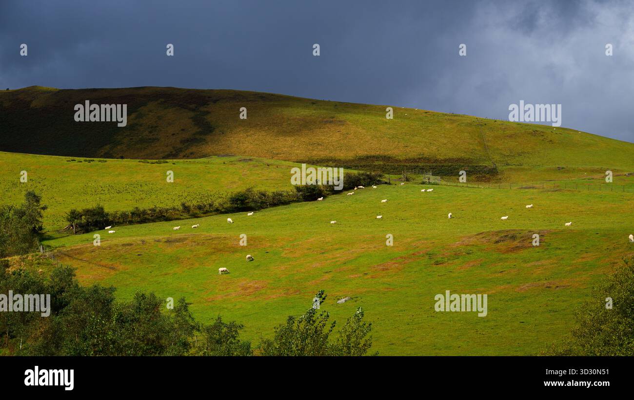 Nuvole e ombre scure si estendono attraverso il paesaggio gallese fino alle pecore che pascolano Foto Stock
