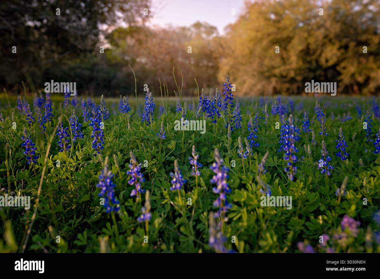 Primo piano Lupinus texensis (Texas Bluebonnet) fiori selvatici fioriti in Hill Country Field al Golden Hour Foto Stock