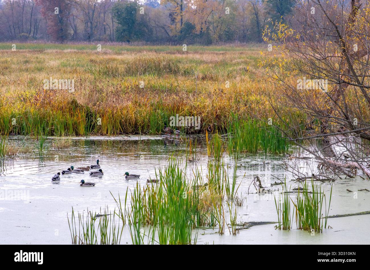 Uccelli selvatici in una zona umida dell'Indiana, Nord America USA Foto Stock