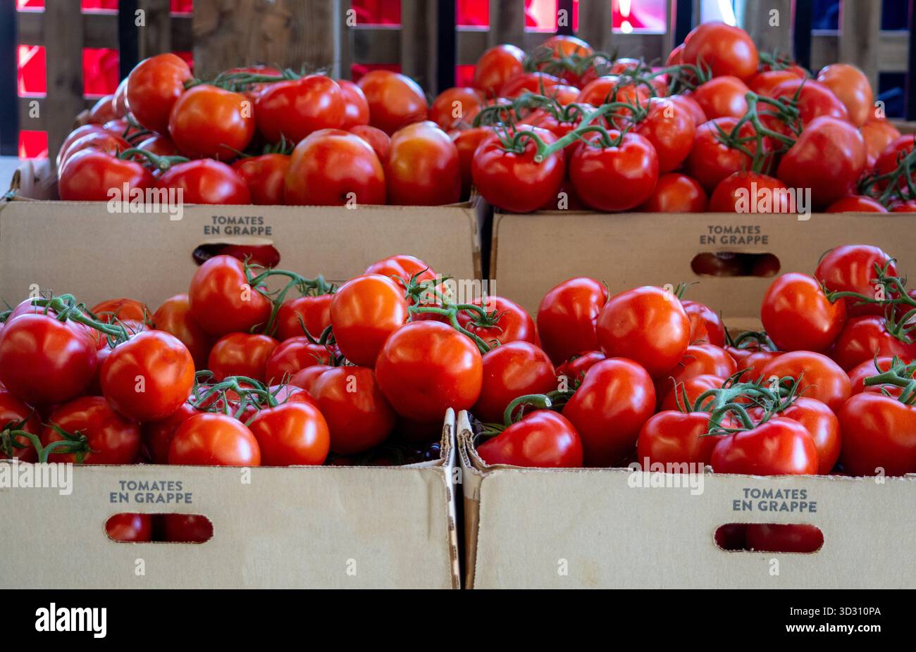 Scatole di pomodori freschi maturi in vendita Foto Stock