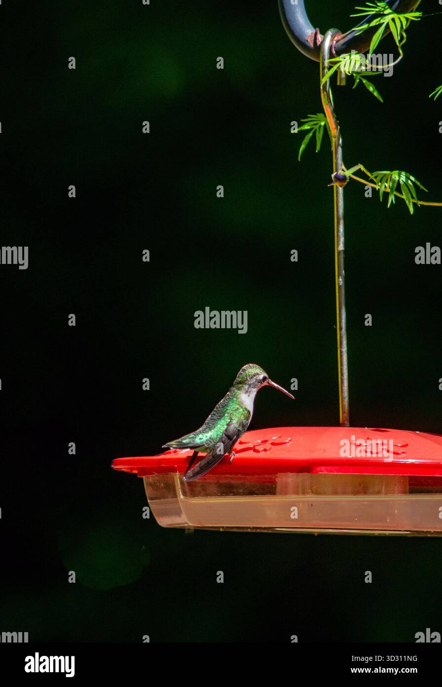Hummingbird appollaiato su un alimentatore da cortile sul retro Foto Stock