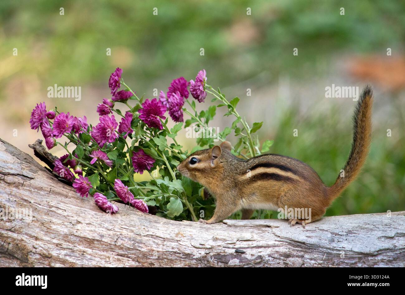 Scurri di chipmunk attivi su un tronco nel giardino autunnale pieno di mamme Foto Stock