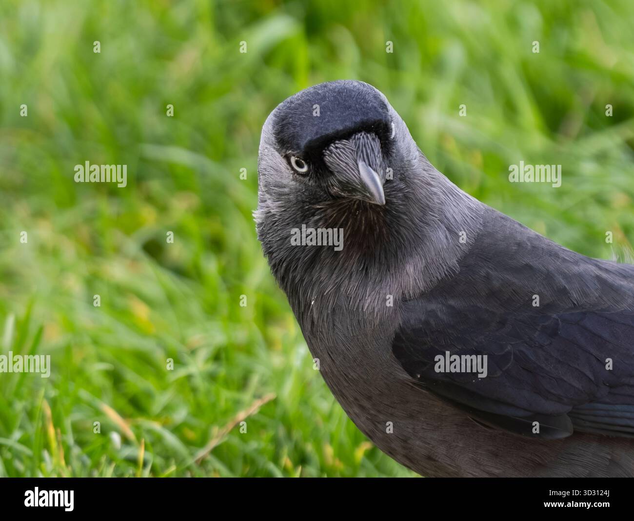 Jackdaw camminando nell'erba verde: Foto ravvicinata di uccelli selvatici, vista laterale Foto Stock