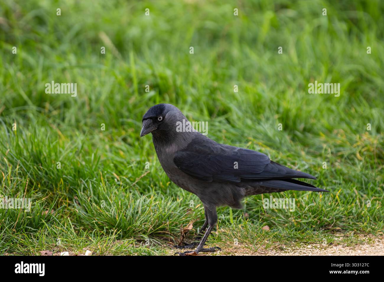 Jackdaw camminando nell'erba verde: Foto ravvicinata di uccelli selvatici, vista laterale Foto Stock
