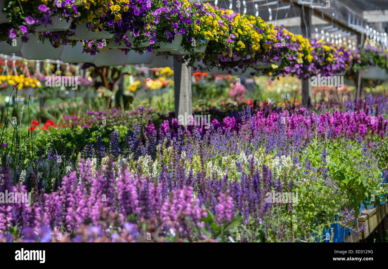 Un vasto assortimento di cesti da fiore sospesi e piante da letto in un grazioso vivaio Foto Stock