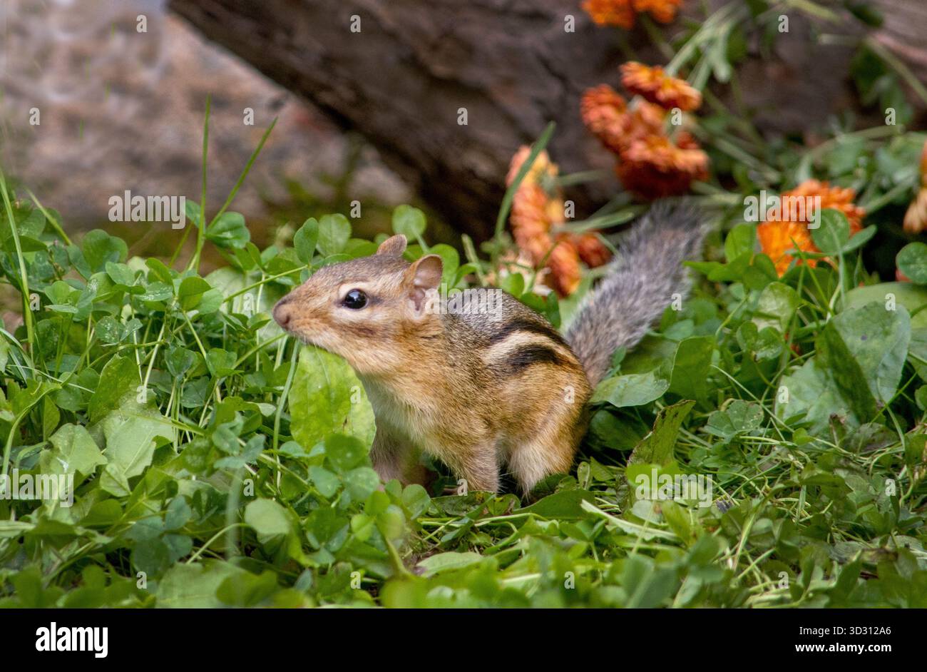 Un piccolo chipmunk selvatico gioca in giardino in un giorno d'autunno Foto Stock