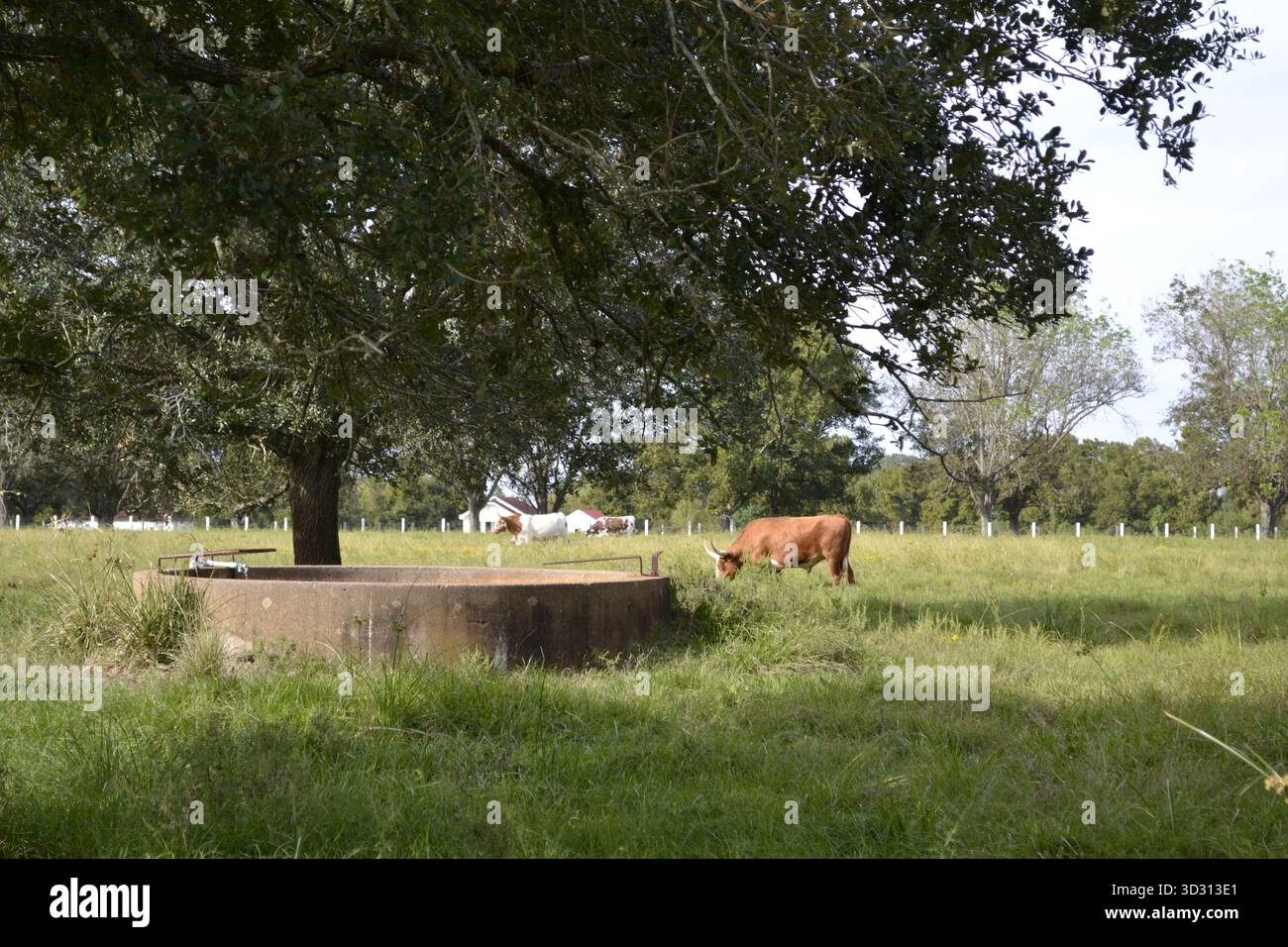 Giornata tranquilla sul ranch – Longhorns in the Green Fields, Richmond, Texas Foto Stock