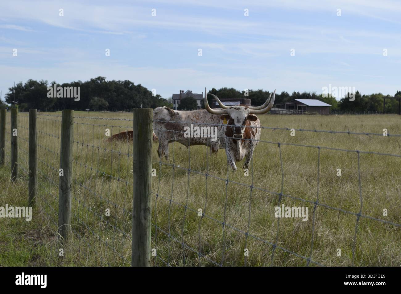 Mucche longhorn del Texas che pascolano su un soleggiato prato a Richmond, Texas Foto Stock