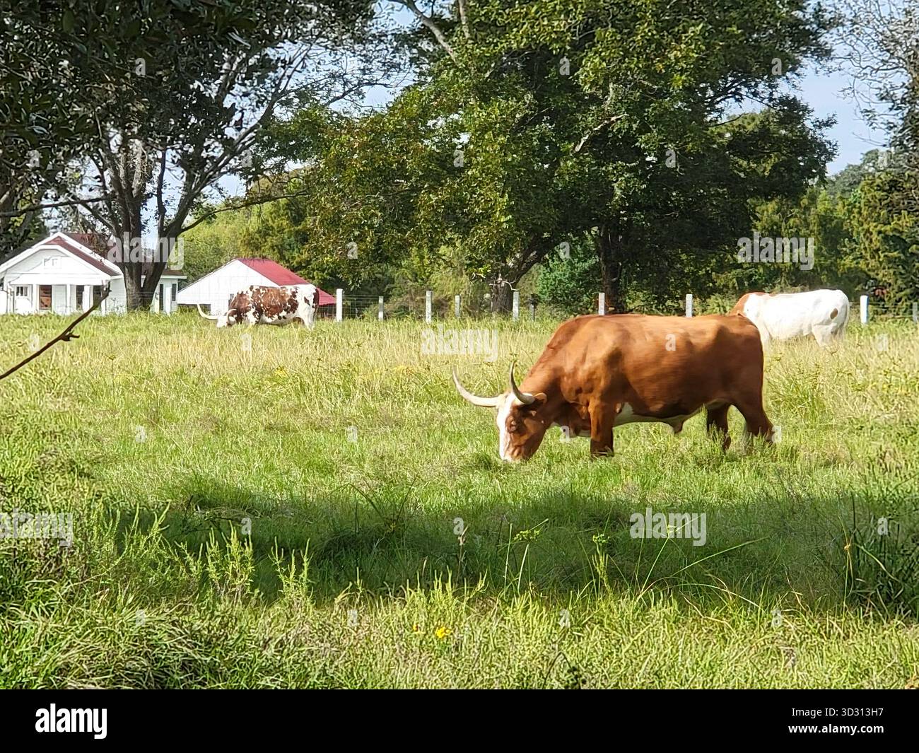 Mucche longhorn del Texas che pascolano su un soleggiato prato a Richmond, Texas Foto Stock