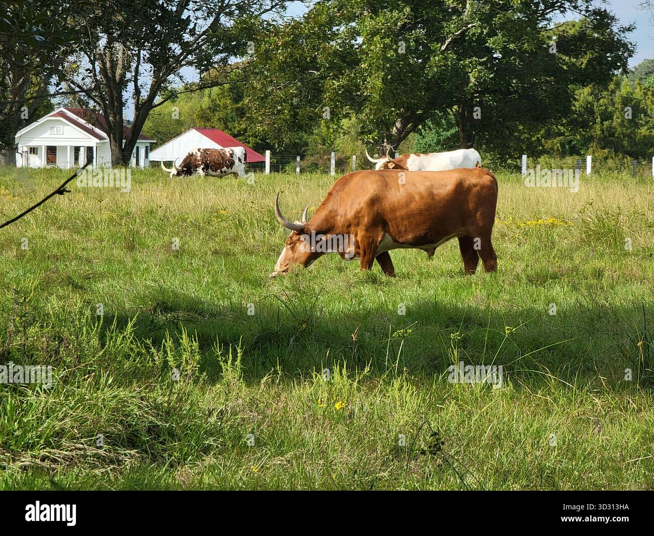 Mucche longhorn del Texas che pascolano su un soleggiato prato a Richmond, Texas Foto Stock