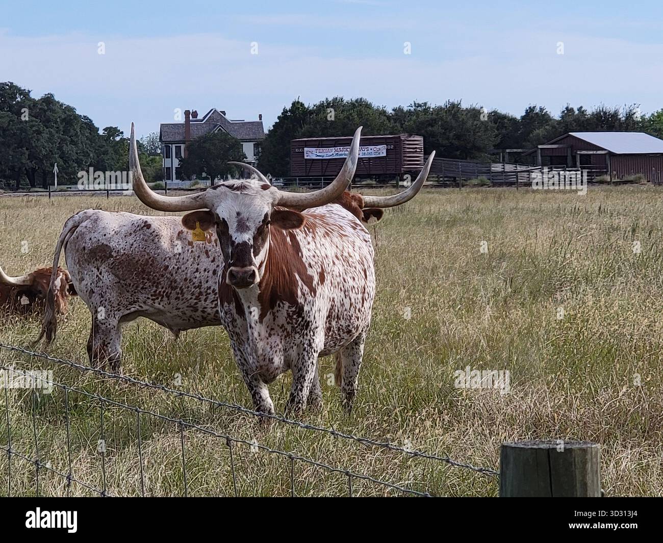 Mucche longhorn del Texas che pascolano su un soleggiato prato a Richmond, Texas Foto Stock