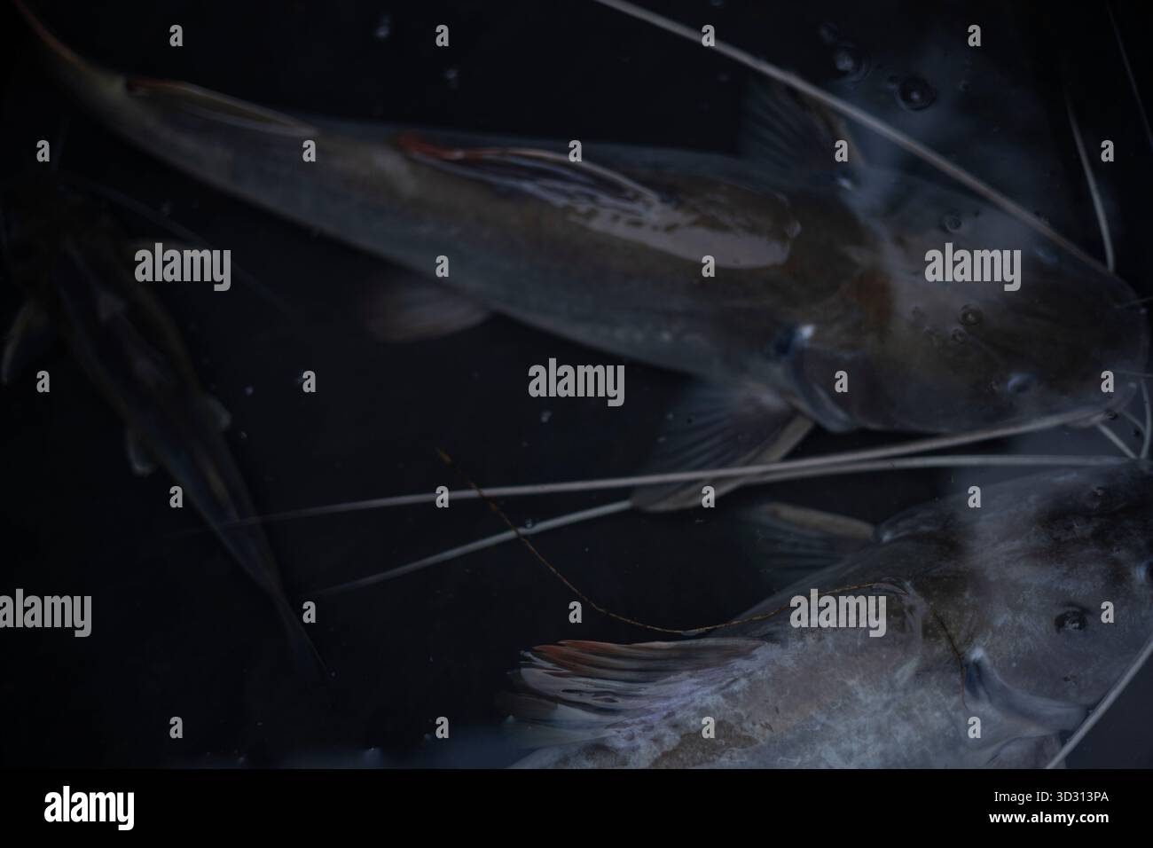 Catfish Swimming in Water Basin, Una foto dinamica di un pesce gatto che scivola attraverso un bacino d'acqua, i whisker che seguono le onde limpide, perfetti per il mare Foto Stock