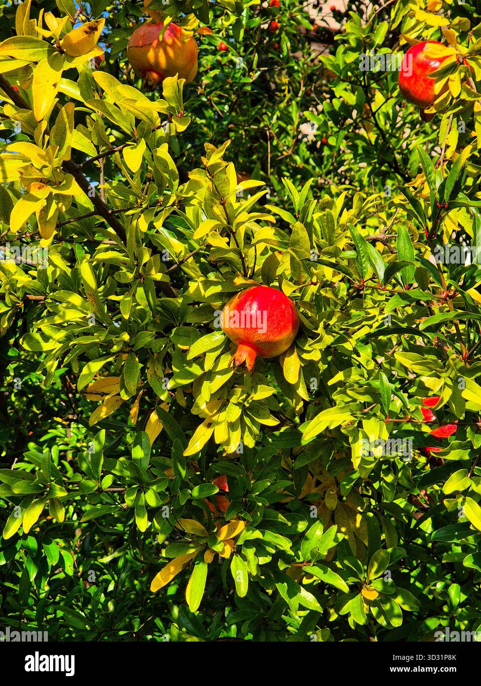 melograni rossi tra foglie gialle. raccolta di melograno autunnale. melograni maturi su un ramo d'albero - Immagine stock catturata con smartphone