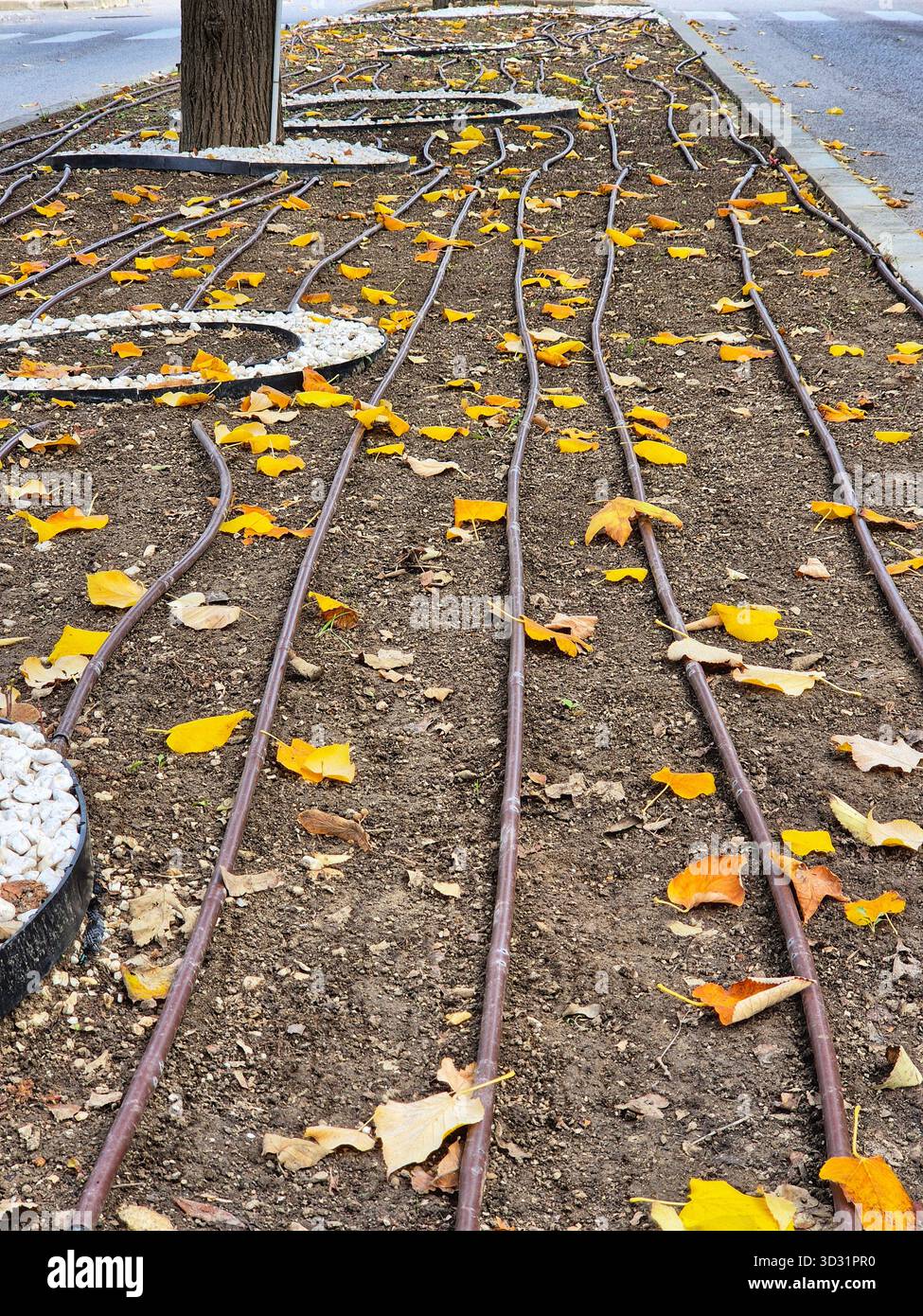 Gocciolate le linee di irrigazione e le foglie autunnali. Struttura del sistema di irrigazione urbana. L'ingegneria incontra l'autunno: Irrigazione a goccia nel parco - Immagine stock catturata con smartphone
