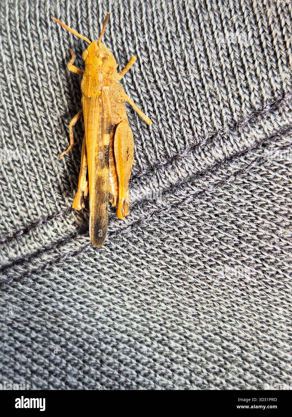 Cavalletta marrone su sfondo grigio. Locuste / Grasshopper. Foto macro di un insetto. Cavalletta marrone su tessuto. - Immagine stock catturata con smartphone
