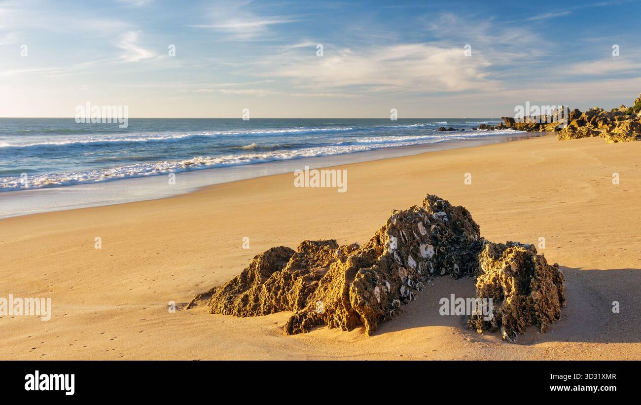 Primo piano di una roccia di arenaria ricoperta di conchiglie e vegetazione a Roche Beach (Roche Cove). Il paesaggio è immerso nella calda luce del Golden Hou Foto Stock