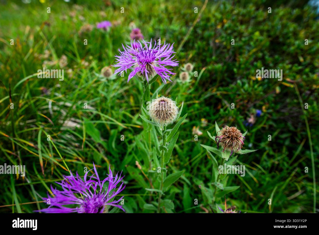 Primo piano della Centaurea uniflora fiorita nel prato alpino di Asiago, Italia. Fiore di montagna viola con sfondo verde. Concetto di flora selvatica, bi Foto Stock