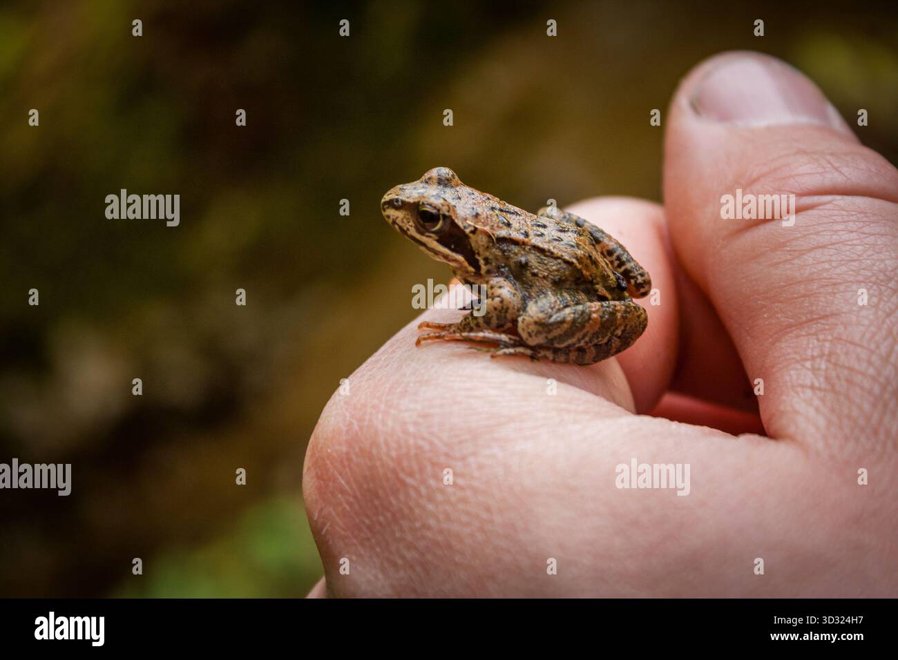 Piccola rana comune che riposa sulla mano umana nella natura Foto Stock