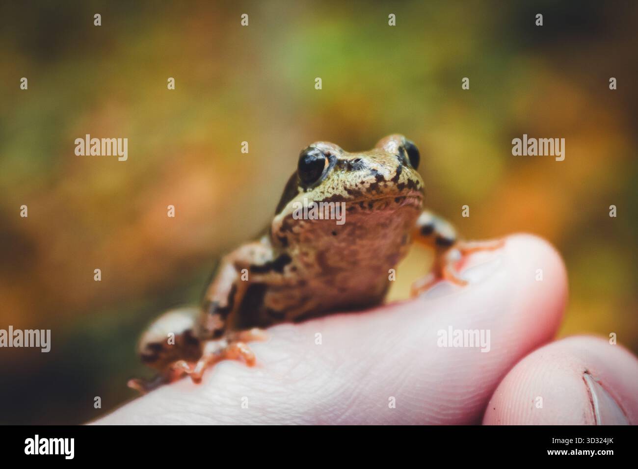 Piccola rana comune arroccata sul pollice dell'uomo nella foresta Foto Stock