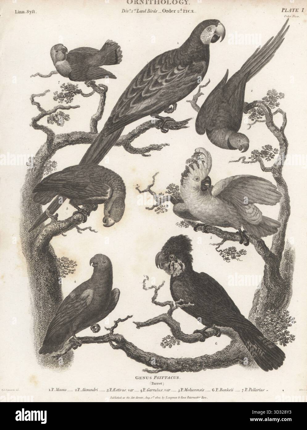 Scarlatto, Ara macao 1, petto rosso, Psittacula alexandri 2, amazzonia fronte blu, Psittacus aestivus 3, Chattering lory, Lorius garrulus 4, cockatoo crestato di salmone in via di estinzione, Cacatua moluccensis 5, cockatoo nero dalla coda rossa, Calyptorhynchus banksii 6 e l'uccello rosso dalla testa rossa, Agapornis pullarius 7. Incisione Copperplate di Thomas Milton dopo un'illustrazione ornitologica di Sydenham Edwards dalla Cyclopedia di Abraham Rees o Universal Dictionary of Arts, Sciences and Literature, Longman & Rees, Paternoster Row, Londra, 1804. Foto Stock
