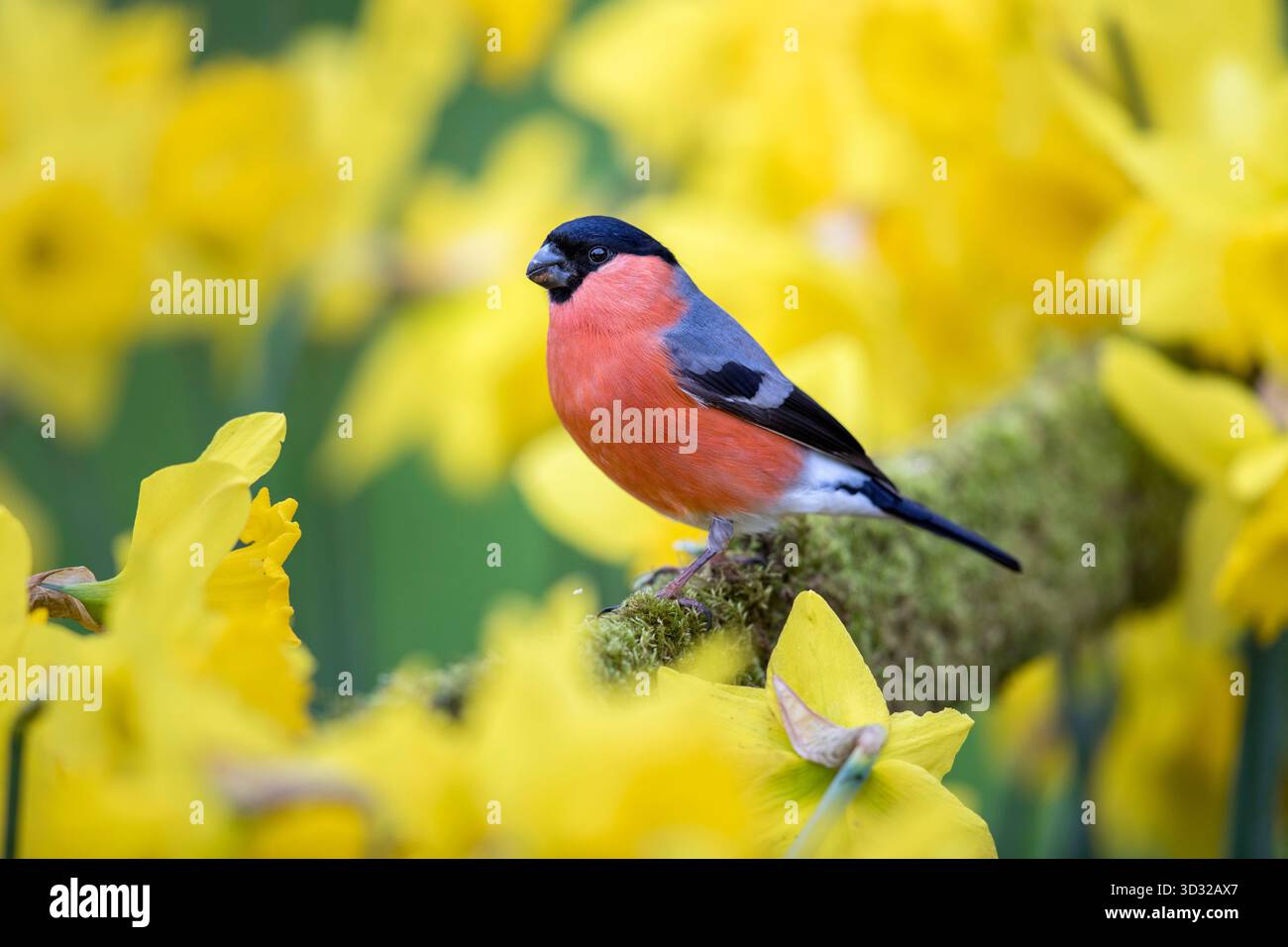 Bullfinch; Pyrrhula pyrrrhula; maschio; Regno Unito Foto Stock