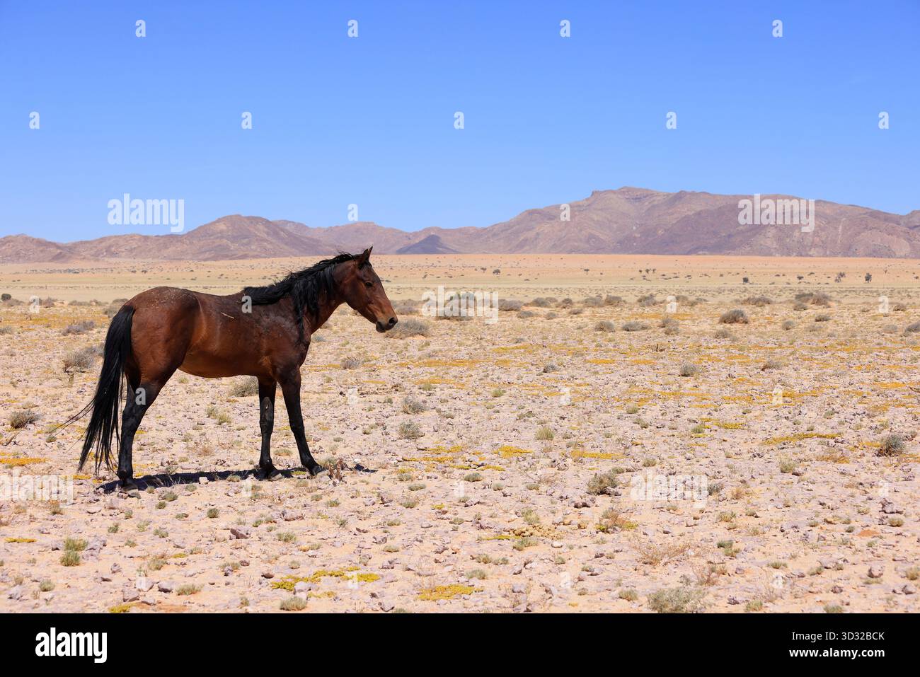 Cavallo selvatico nel deserto del Namib in Nambia Foto Stock
