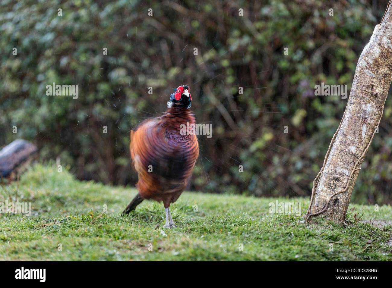 Pheasant; Phasianus colchicus; Preening maschile; UK Foto Stock