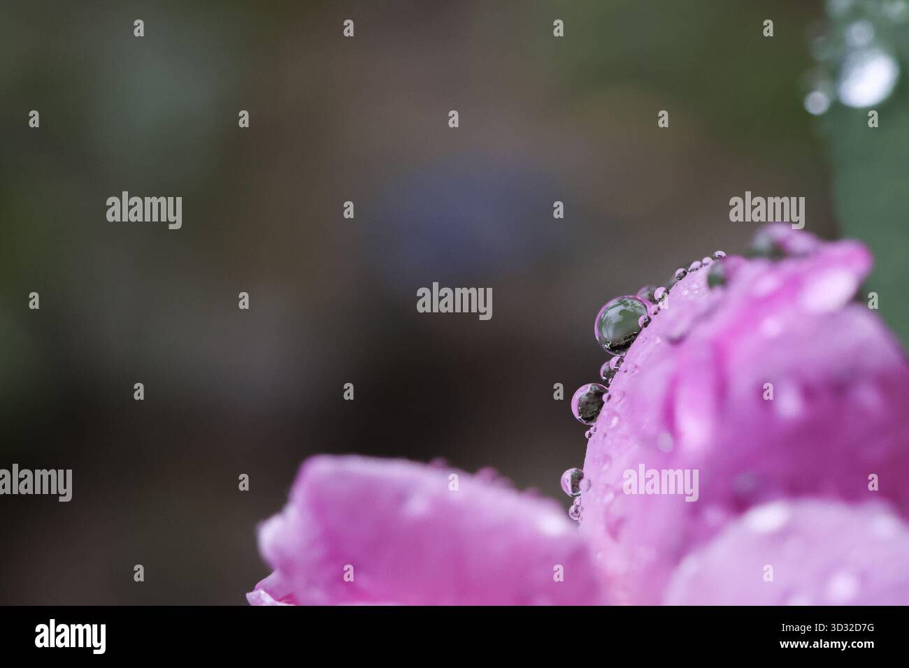 Sereno macro primo piano di delicati petali di fiori rosa ricoperti di rugiada fresca del mattino. la piccola goccia d'acqua riflette la calma, lo sfondo verde naturale e la morbidezza Foto Stock