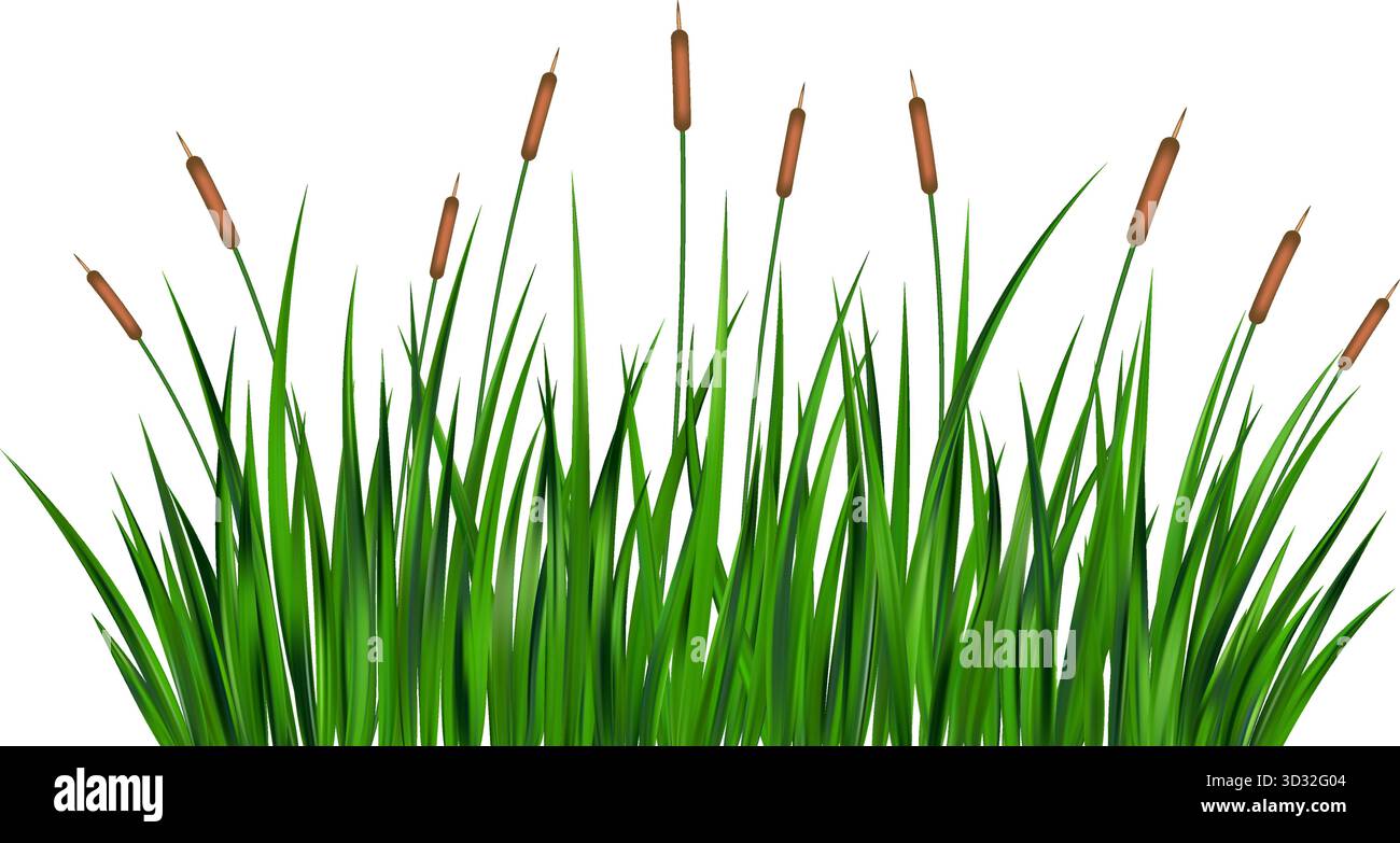 Illustrazione vettoriale reed erba paludosa isolata su sfondo bianco. Palude di fiume e lago alto bulrush. Arbusti verdi selvaggi. Natura costiera estiva con Illustrazione Vettoriale