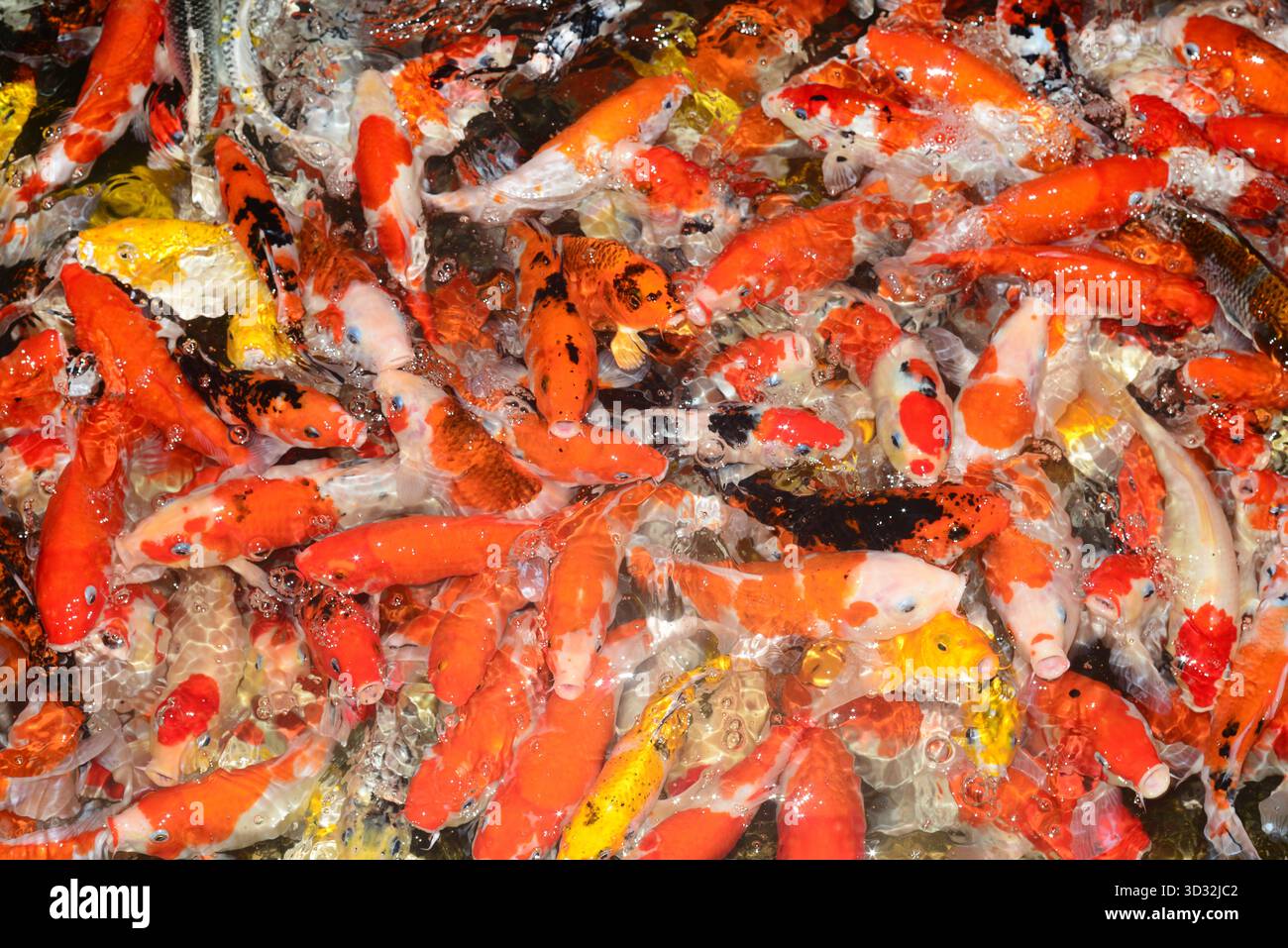 Carpa koi che si nutre nello stagno di notte in Thailandia Foto Stock