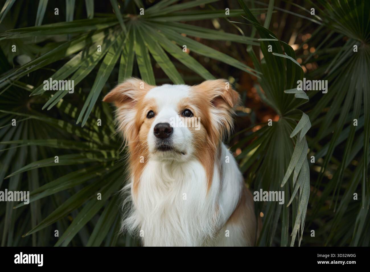 Il cane è vigile tra le grandi foglie di palma con occhi concentrati. La sua pelliccia brilla alla luce del sole che filtra attraverso la vegetazione della giungla. Foto Stock