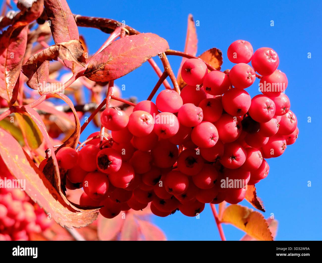 Albero di Rowan dai colori rossi autunnali. Foto Stock