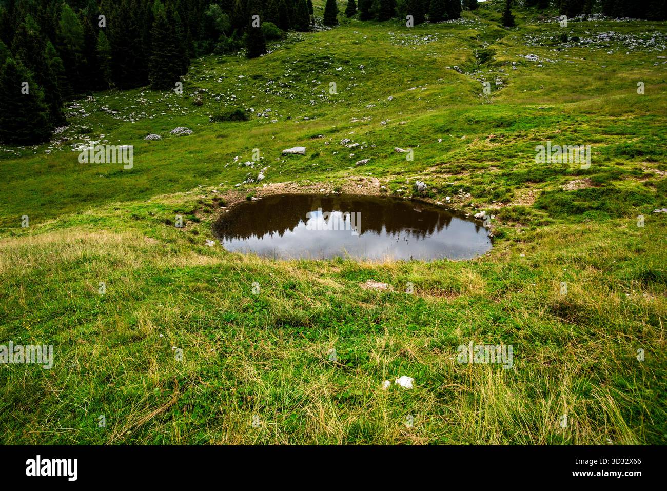 Piccolo laghetto di montagna che riflette pini in un prato alpino verde, Asiago, Italia. Tranquillo paesaggio naturale con foresta e erba selvatica. Foto Stock