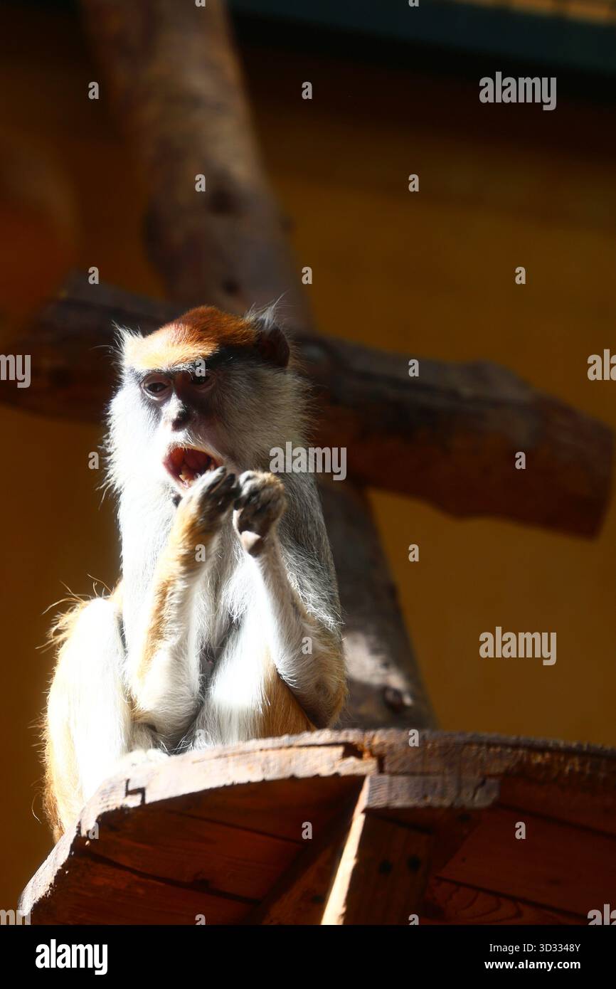 Una Patas la scimmia rossa seduta e urlando su un arbusto di legno. Foto Stock