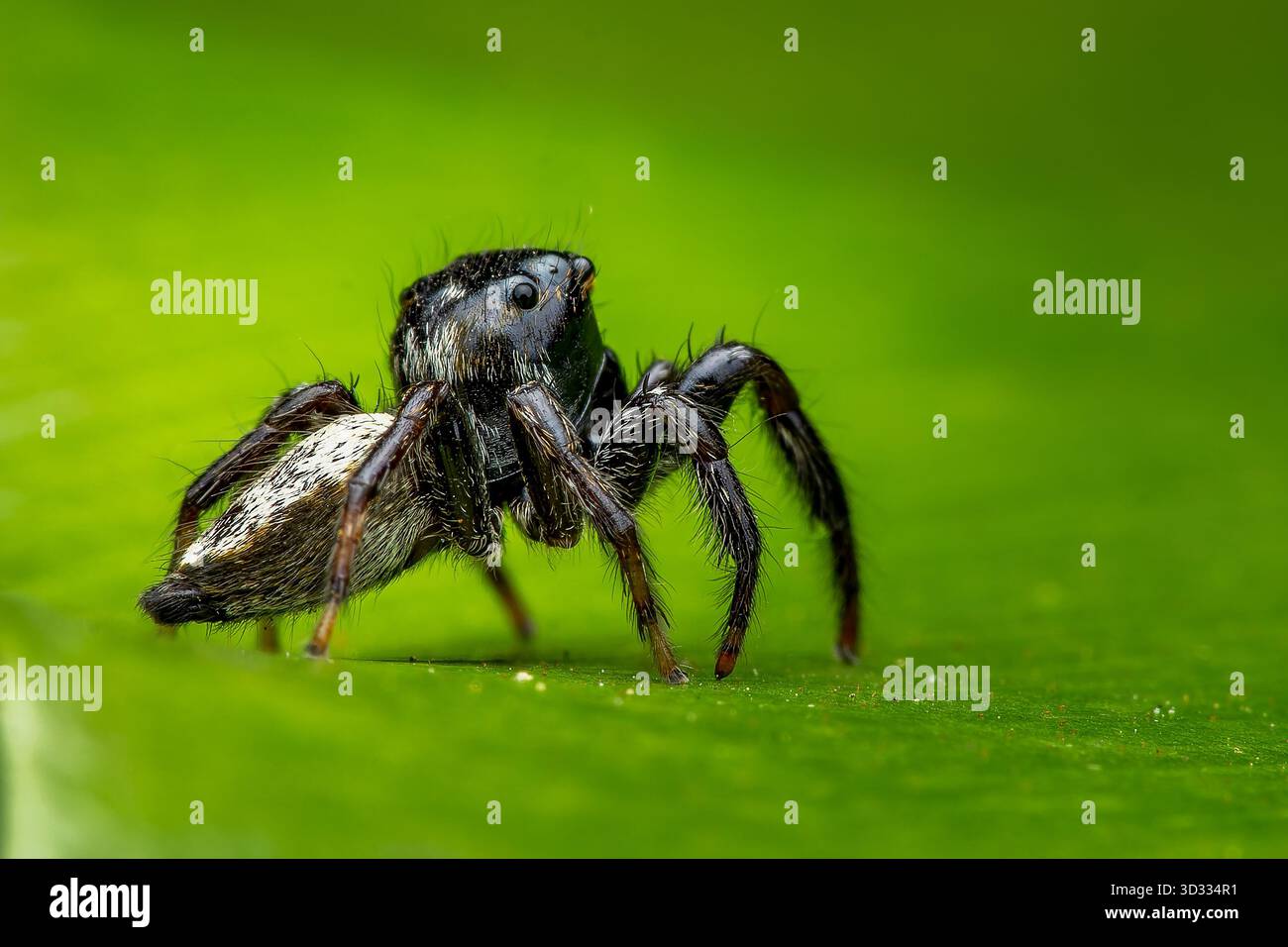 Strupifer Ptocasius, ragno che salta su sfondo verde Foto Stock