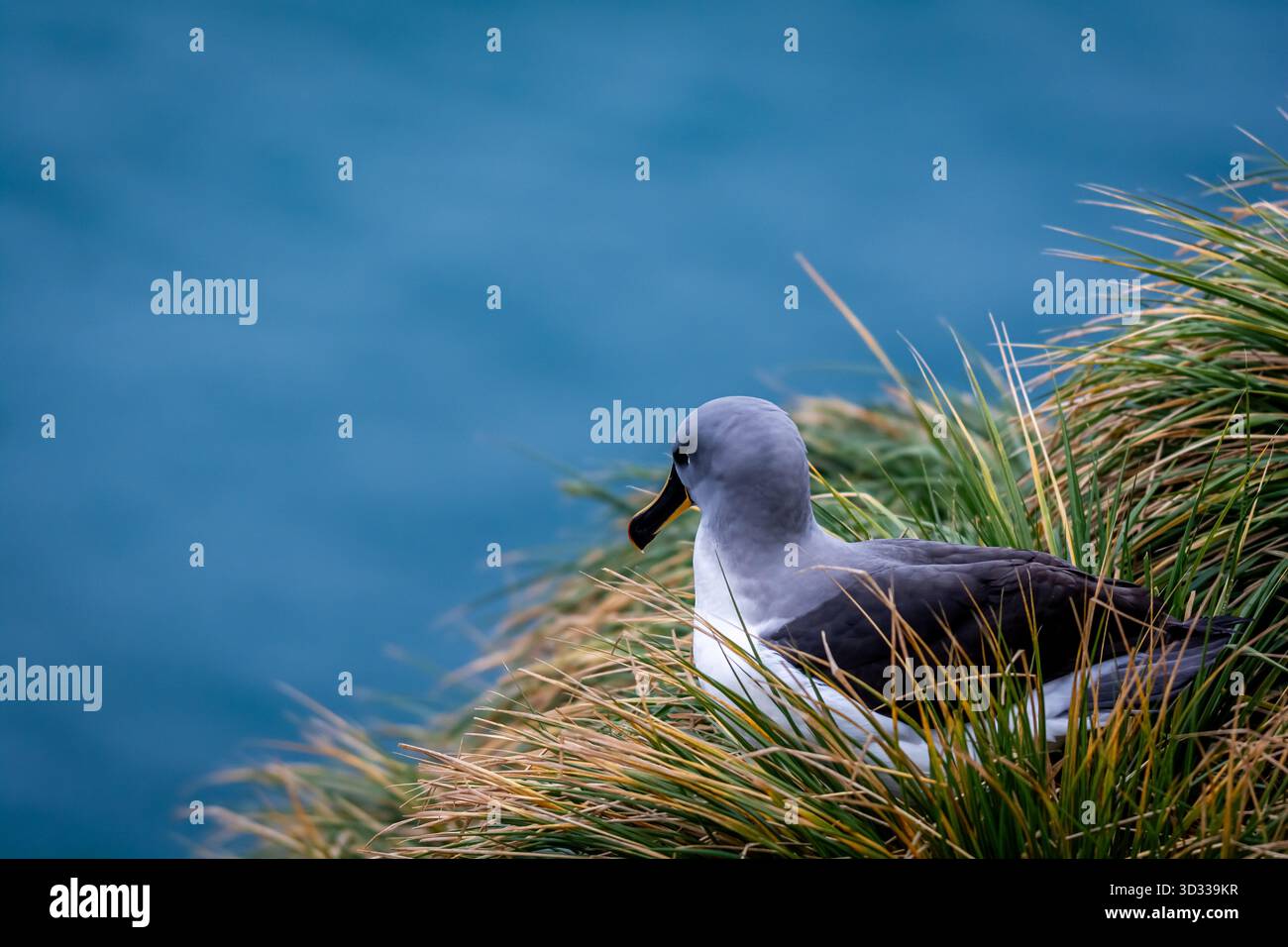 Elsehul Bay, Georgia del Sud, territorio britannico d'oltremare della Georgia del Sud e Isole Sandwich meridionali, regione antartica Foto Stock